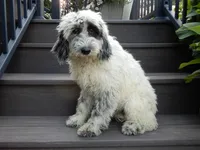 Brooke, a female Sheepadoodle for sale in Berlin, OH – 3 of 8