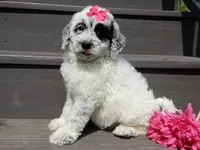 Brooke, a female Sheepadoodle for sale in Berlin, OH – 7 of 10