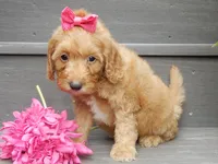 Laci, a female Miniature Goldendoodle for sale in Berlin, OH – 2 of 5