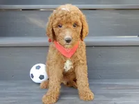 Jake (medium), a male Miniature Goldendoodle for sale in Berlin, OH – 4 of 5