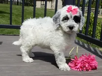 Brooke, a female Sheepadoodle for sale in Berlin, OH – 4 of 10