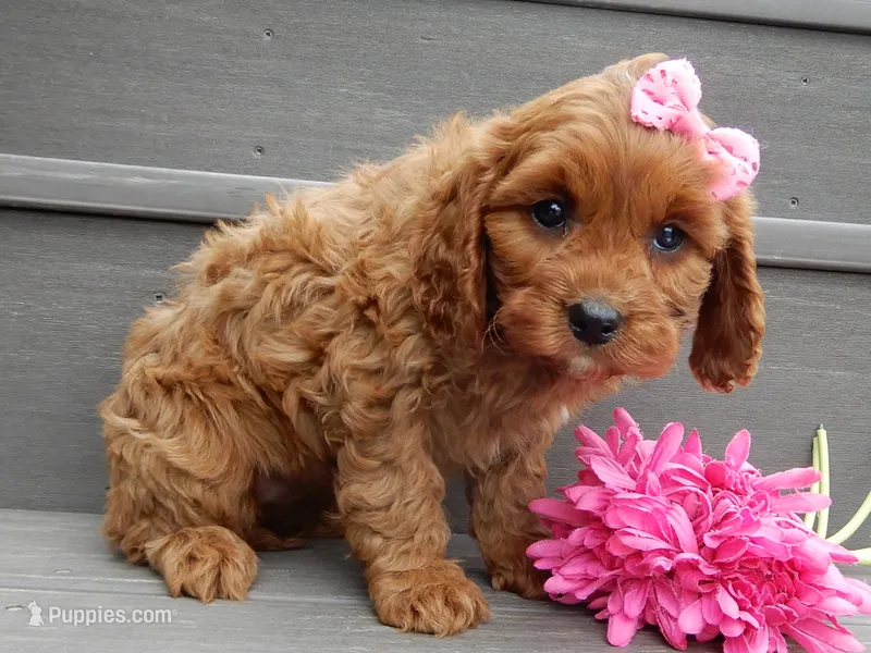 Ginger – Cavapoo puppy for sale in Berlin, OH