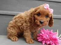 Ginger, a female Cavapoo for sale in Berlin, OH – 1 of 7