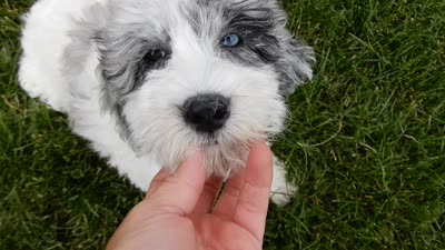 Willow, a female Sheepadoodle for sale in Berlin, OH – 7 of 7