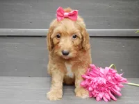 Laci, a female Miniature Goldendoodle for sale in Berlin, OH – 5 of 5