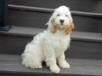 Maci, a female Cockapoo for sale in Berlin, OH – 5 of 7