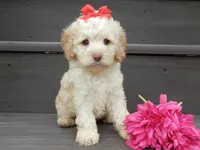 Trixie, a female Cockapoo for sale in Berlin, OH – 3 of 5