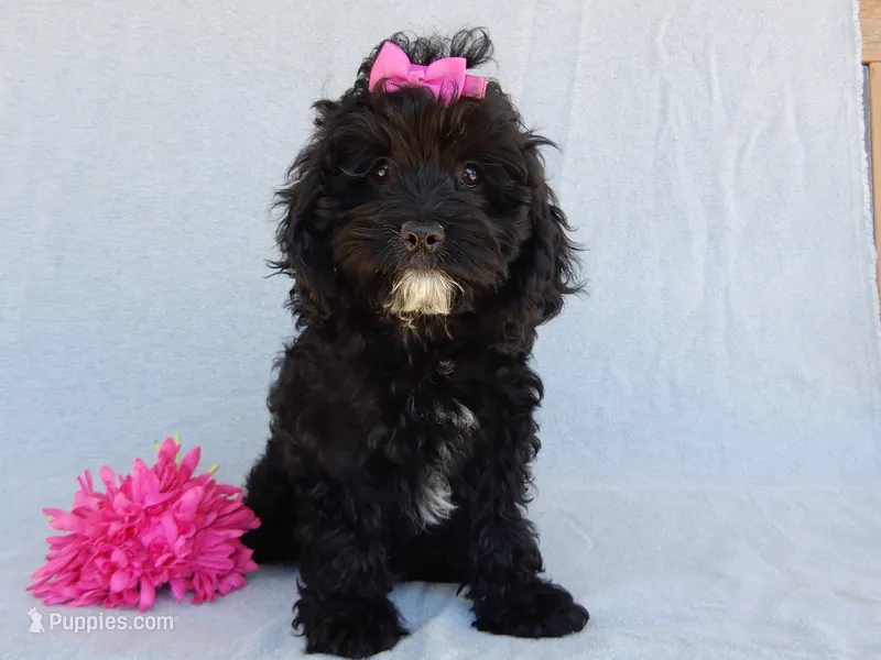 Millie – Cockapoo puppy for sale in Berlin, OH