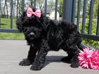 Ellie, a female Sheepadoodle for sale in Berlin, OH – 4 of 6