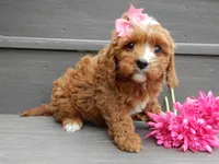 Honey, a female Cavapoo for sale in Berlin, OH – 3 of 5