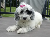 Brooke, a female Sheepadoodle for sale in Berlin, OH – 6 of 7