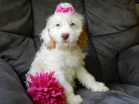Maci, a female Cockapoo for sale in Berlin, OH – 2 of 6