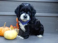 Dakota, a male Cockapoo for sale in Berlin, OH – 6 of 6