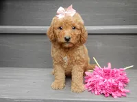 Zara, a female Miniature Goldendoodle for sale in Berlin, OH – 3 of 5