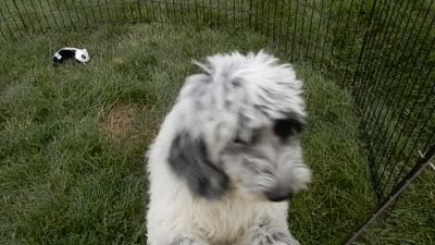 Brooke, a female Sheepadoodle for sale in Berlin, OH – 8 of 8