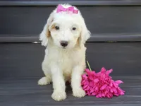 Daisy (medium), a female Miniature Goldendoodle for sale in Berlin, OH – 5 of 6