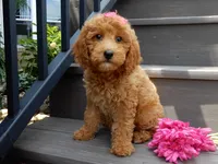Hazel, a female Miniature Goldendoodle for sale in Berlin, OH – 5 of 5