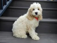 Ollie, a male Cockapoo for sale in Berlin, OH – 3 of 6