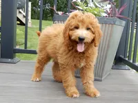 Kenny , a male Miniature Goldendoodle for sale in Berlin, OH – 1 of 6