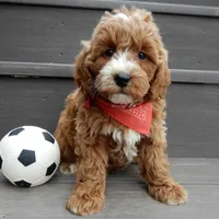 Nemo, a male Miniature Goldendoodle for sale in Berlin, OH – Photo 1 of 6