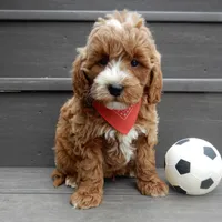 Nemo, a male Miniature Goldendoodle for sale in Berlin, OH – Photo 5 of 6