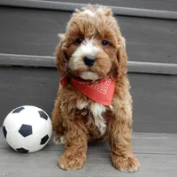 Nemo, a male Miniature Goldendoodle for sale in Berlin, OH – Photo 4 of 6