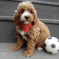 Nemo, a male Miniature Goldendoodle for sale in Berlin, OH – Photo 3 of 6