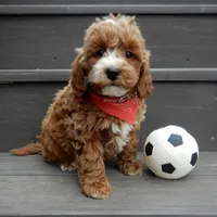 Nemo, a male Miniature Goldendoodle for sale in Berlin, OH – Photo 6 of 6