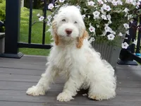 Maci, a female Cockapoo for sale in Berlin, OH – 6 of 7