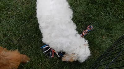Lucky, a male Cockapoo for sale in Berlin, OH – 5 of 5