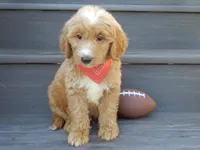 Bear (medium), a male Miniature Goldendoodle for sale in Berlin, OH – 4 of 7