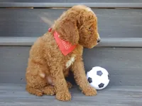Jake (medium), a male Miniature Goldendoodle for sale in Berlin, OH – 3 of 5