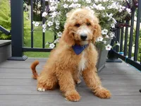 Douglas, a male Miniature Goldendoodle for sale in Berlin, OH – 4 of 6