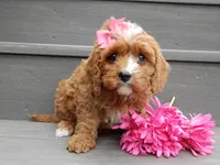 Honey, a female Cavapoo for sale in Berlin, OH – 2 of 5