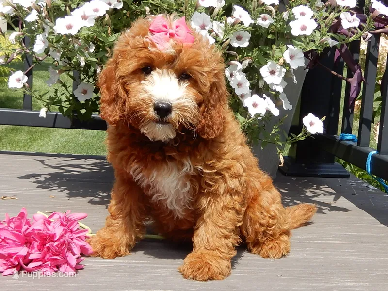Jane – Miniature Goldendoodle puppy for sale in Berlin, OH