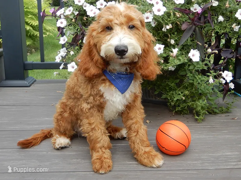 Charlie – Miniature Goldendoodle puppy for sale in Berlin, OH