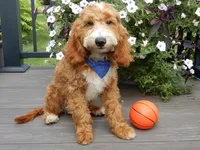 Charlie, a male Miniature Goldendoodle for sale in Berlin, OH – 1 of 7