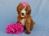 Jane, a female Miniature Goldendoodle for sale in Berlin, OH – 3 of 5
