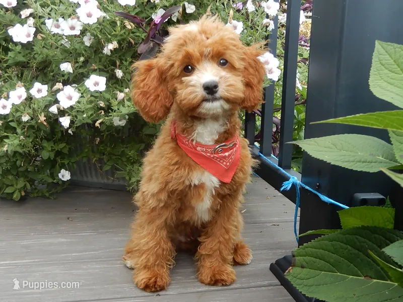 Bud – Cavapoo puppy for sale in Berlin, OH