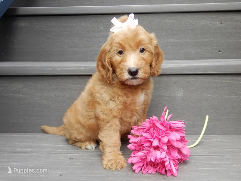 Ginger – Miniature Goldendoodle puppy for sale in Berlin, OH