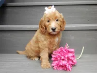 Ginger, a female Miniature Goldendoodle for sale in Berlin, OH – 1 of 7