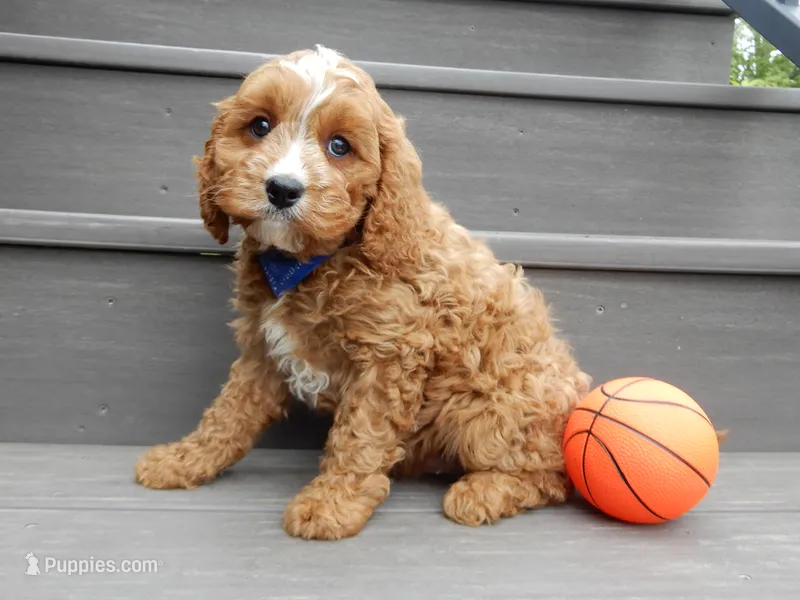 Scout – Cavapoo puppy for sale in Berlin, OH