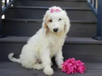 Daisy (medium), a female Miniature Goldendoodle for sale in Berlin, OH – 3 of 6