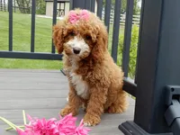Lulu, a female Cavapoo for sale in Berlin, OH – 4 of 6
