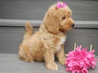 Indy, a female Miniature Goldendoodle for sale in Berlin, OH – 5 of 6