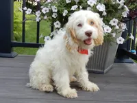 Lucky, a male Cockapoo for sale in Berlin, OH – 2 of 5