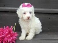 Angel, a female Cockapoo for sale in Berlin, OH – 5 of 6