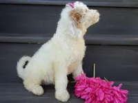Daisy (medium), a female Miniature Goldendoodle for sale in Berlin, OH – 4 of 6