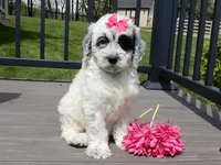 Brooke, a female Sheepadoodle for sale in Berlin, OH – 3 of 10