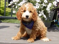 Brody, a male Miniature Goldendoodle for sale in Berlin, OH – 6 of 8